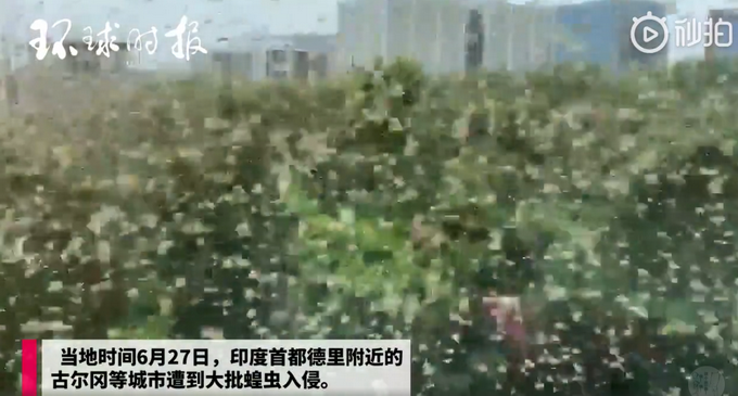 推荐印度城市遭大批蝗虫入侵，印首都德里进入高度警戒状态