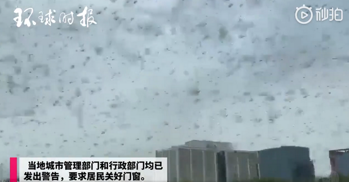 推荐印度城市遭大批蝗虫入侵，印首都德里进入高度警戒状态