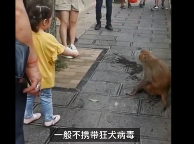 危险！2岁娃喂食野生猕猴被咬，工作人员：家人未告知公园