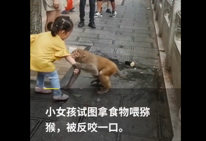 危险！2岁娃喂食野生猕猴被咬，工作人员：家人未告知公园