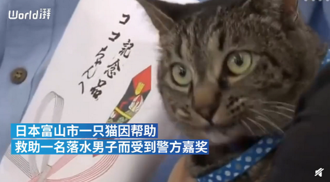日本家猫协助救下落水男子获警方嘉奖，网友：你是不是黑猫警长？