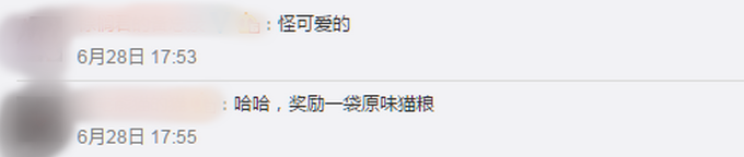 日本家猫协助救下落水男子获警方嘉奖，网友：你是不是黑猫警长？