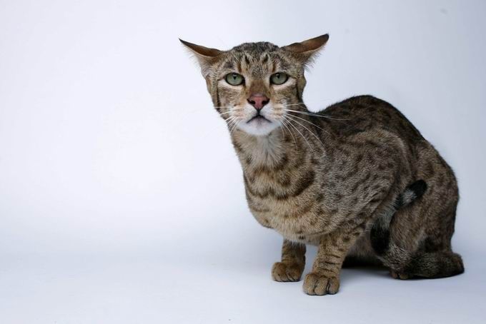 二级濒危保护动物不是啥猫都能“吸”！男子花5万购猫遭“牢狱之灾”