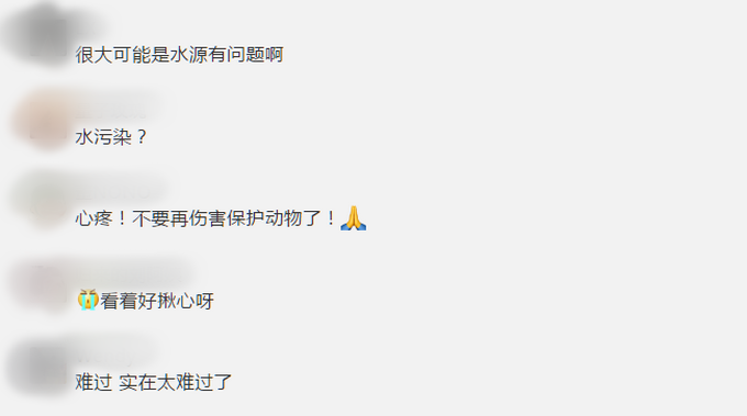 史无前例！这个国家超360头大象神秘死亡，难道是新冠？