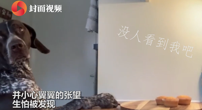 宠物狗狗狗偷吃蛋糕前多次回头张望，模样逗笑众人