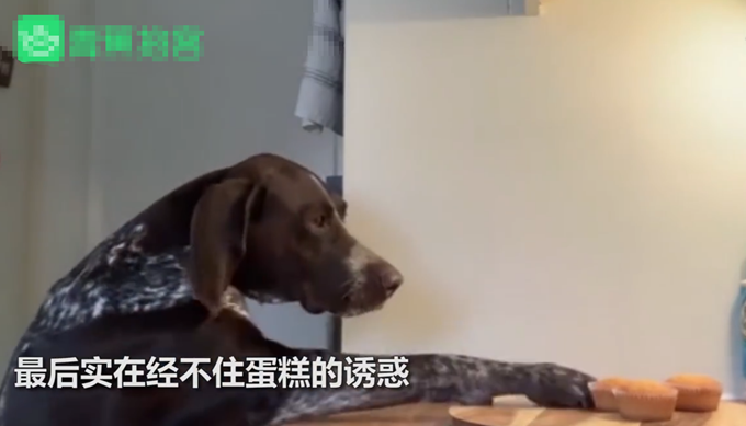 宠物狗狗狗偷吃蛋糕前多次回头张望，模样逗笑众人