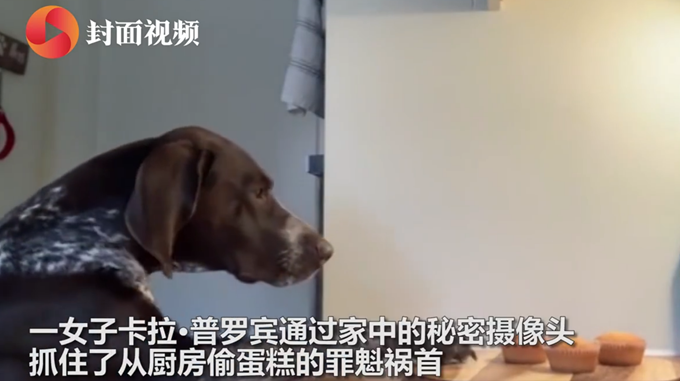 宠物狗狗狗偷吃蛋糕前多次回头张望，模样逗笑众人