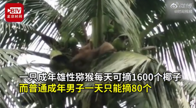 推荐泰国农民训练猴子奴隶摘椰子，牙齿都被拔掉，最多每天可摘1600个