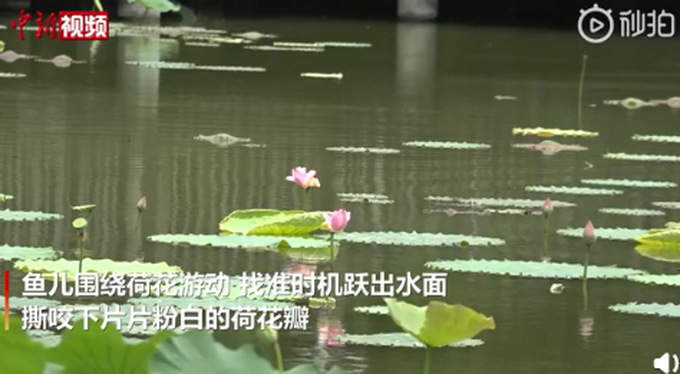 推荐美哭！成都一荷塘现鱼吃荷花景观，网友：吃花长大的鱼肯定香