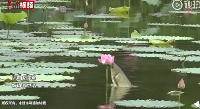 推荐美哭！成都一荷塘现鱼吃荷花景观，网友：吃花长大的鱼肯定香
