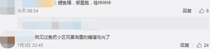 推荐美哭！成都一荷塘现鱼吃荷花景观，网友：吃花长大的鱼肯定香