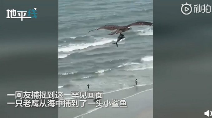 推荐画面曝光！老鹰都开始抓鲨鱼了，鲨鱼在鹰爪下使劲挣扎却没逃脱
