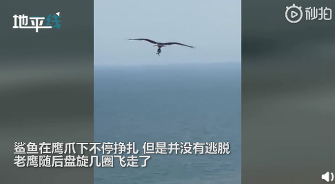 推荐画面曝光！老鹰都开始抓鲨鱼了，鲨鱼在鹰爪下使劲挣扎却没逃脱