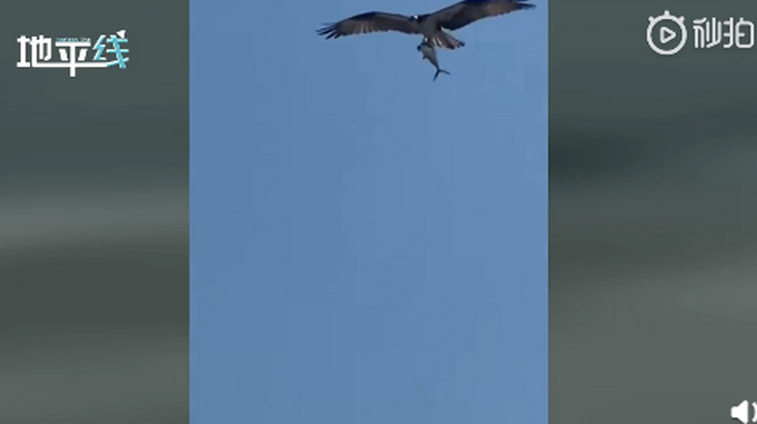 推荐画面曝光！老鹰都开始抓鲨鱼了，鲨鱼在鹰爪下使劲挣扎却没逃脱