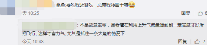 推荐画面曝光！老鹰都开始抓鲨鱼了，鲨鱼在鹰爪下使劲挣扎却没逃脱