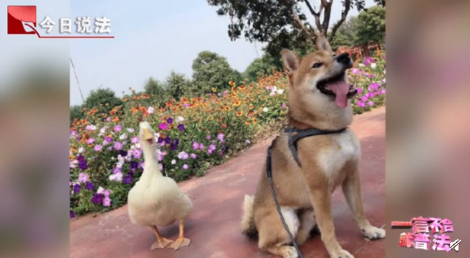 推荐宠物被人拎走致死是否构成犯罪？律师解读：涉及到对宠物的价值认知