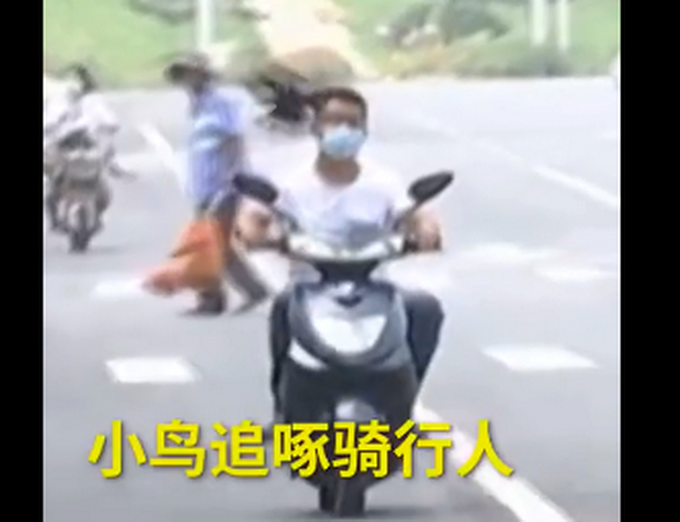 小鸟现实版愤怒小鸟！郑州街头卷尾雀对着骑行人猛啄，网友：让你们不戴头盔