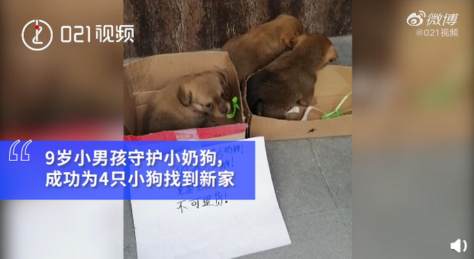 宠物|太有爱！大叔太阳底下陪狗狗输液，一直牵着它的手，网友：铁汉柔情