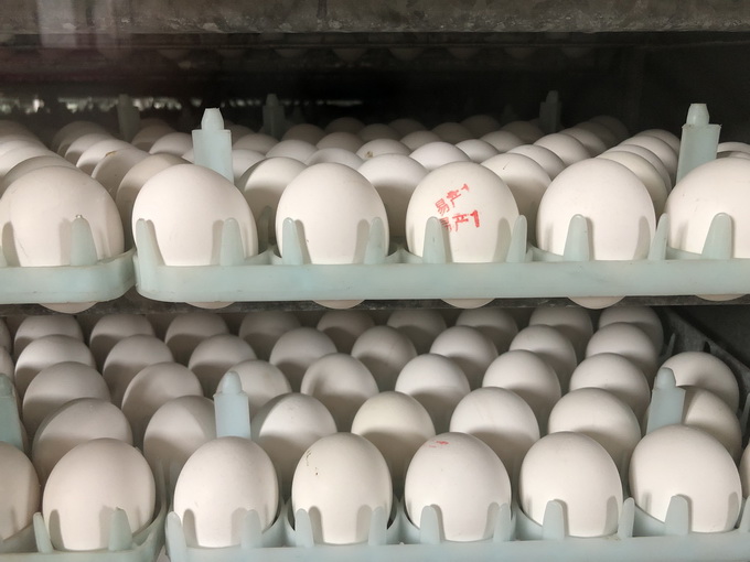 推荐|女生抽奖中了1.4万个鸡蛋，每天吃两个要吃19年！打算捐1万个