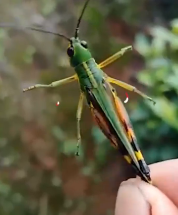 蝗灾|黄脊竹蝗入侵云南普洱市，累计发生面积近10万亩，主要危害毛竹