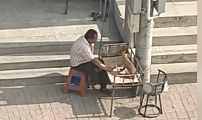 宠物|太有爱！大叔太阳底下陪狗狗输液，一直牵着它的手，网友：铁汉柔情