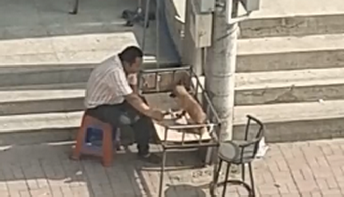 宠物|太有爱！大叔太阳底下陪狗狗输液，一直牵着它的手，网友：铁汉柔情