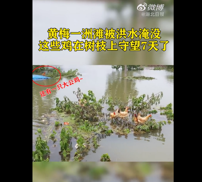 推荐|洪水中的鸡坚强！鸡群已在树枝上守望7天，网友：想起了武夷山的猴子