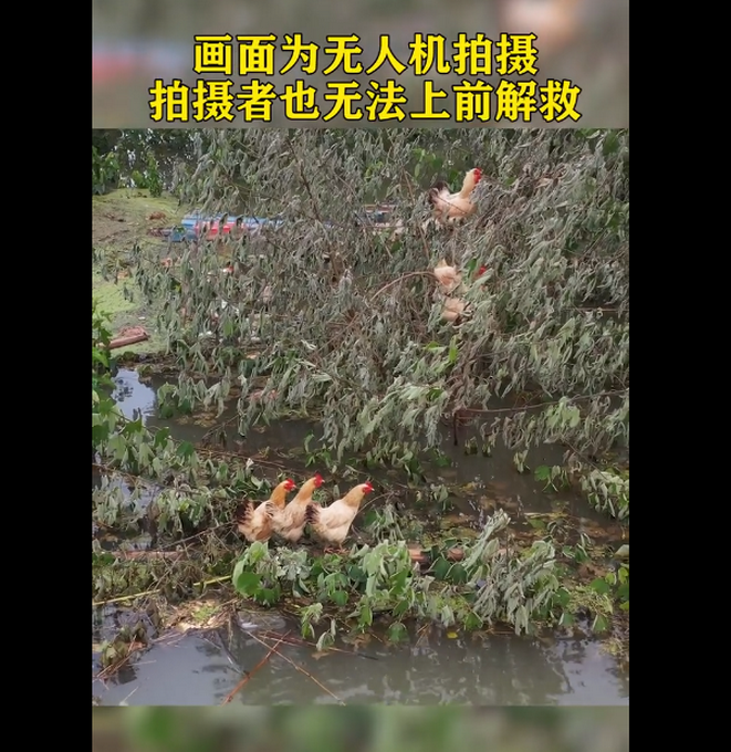 推荐|洪水中的鸡坚强！鸡群已在树枝上守望7天，网友：想起了武夷山的猴子