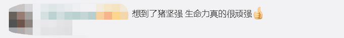推荐|洪水中的鸡坚强！鸡群已在树枝上守望7天，网友：想起了武夷山的猴子