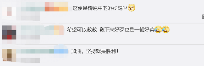 推荐|洪水中的鸡坚强！鸡群已在树枝上守望7天，网友：想起了武夷山的猴子