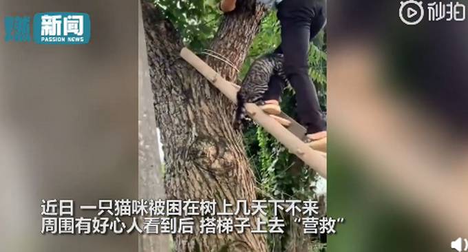 热点|猫咪被救时紧抱救援人小腿，网友：给猫打个马赛克啊，不然以后咋混