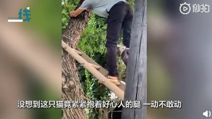 热点|猫咪被救时紧抱救援人小腿，网友：给猫打个马赛克啊，不然以后咋混
