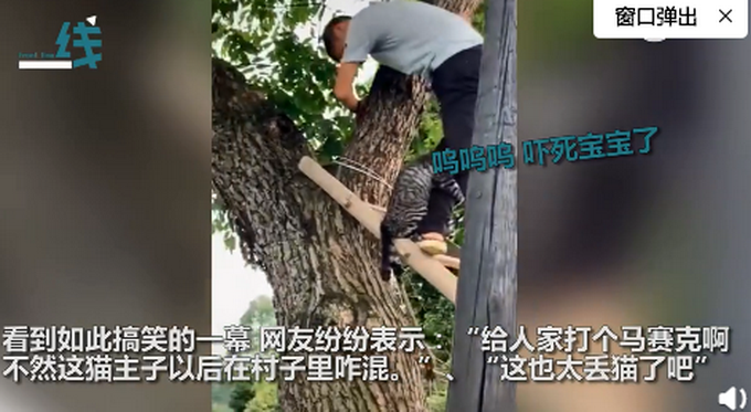 热点|猫咪被救时紧抱救援人小腿，网友：给猫打个马赛克啊，不然以后咋混