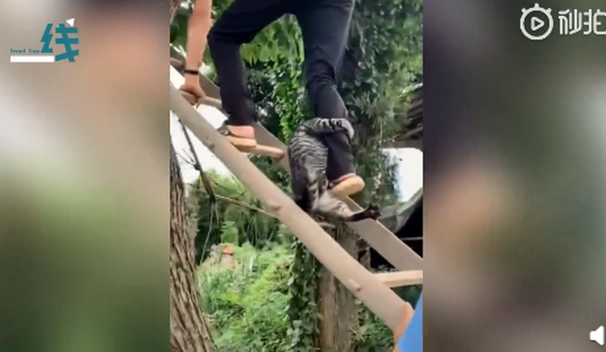 热点|猫咪被救时紧抱救援人小腿，网友：给猫打个马赛克啊，不然以后咋混