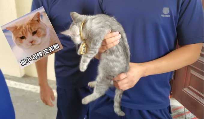 |神操作！3万元金镯卡住猫头，灵魂拷问：保猫还是保镯子？