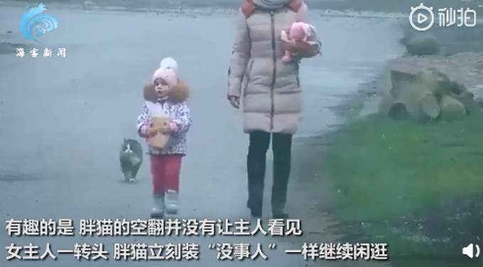 |胖猫走路突然“起飞”360度空翻，网友看呆直呼“老忍者”