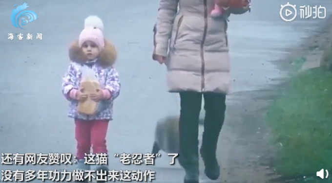 |胖猫走路突然“起飞”360度空翻，网友看呆直呼“老忍者”