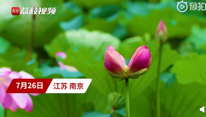 热点|半个月内，南京玄武湖连续出现2株并蒂莲！网友评论亮了