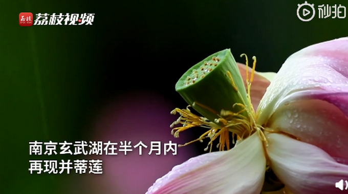 热点|半个月内，南京玄武湖连续出现2株并蒂莲！网友评论亮了