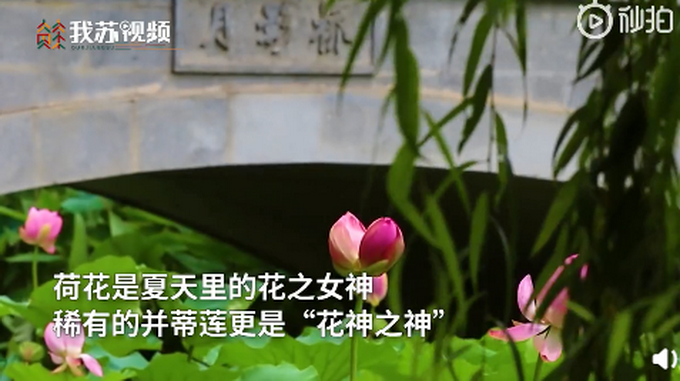 热点|半个月内，南京玄武湖连续出现2株并蒂莲！网友评论亮了