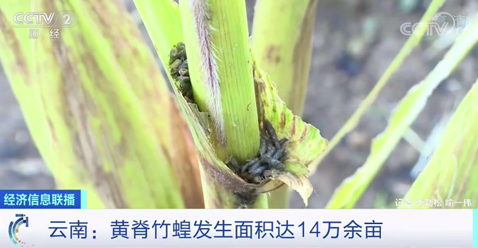 |波及14万余亩！云南遭蝗虫“袭击”，无人机紧急出动