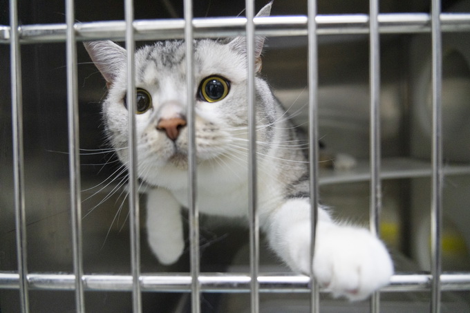 |英国一宠物猫新冠病毒检测呈阳性，卫生机构建议接触动物前后要洗手