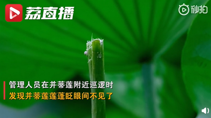 并蒂莲|南京玄武湖景区回应并蒂莲被摘：24小时看守第二株