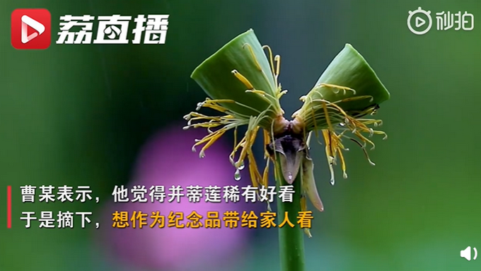 热点|南京玄武湖并蒂莲被摘，为何才罚200元？景区负责人回应