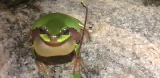 雨蛙|秦岭发现罕见雨蛙，网友：现实版旅行青蛙？