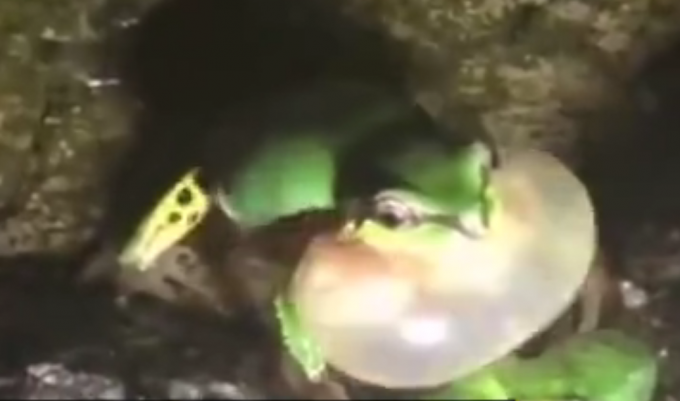 雨蛙|秦岭发现罕见雨蛙，网友：现实版旅行青蛙？