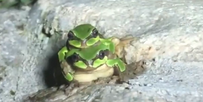 推荐|现实版旅行青蛙？秦岭发现罕见雨蛙，网友：可爱，好怕“泡泡”破掉