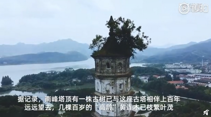 热点|相依百余年！宋代南峰塔与塔顶古树或将分离，网友：可惜了