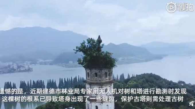 热点|相依百余年！宋代南峰塔与塔顶古树或将分离，网友：可惜了