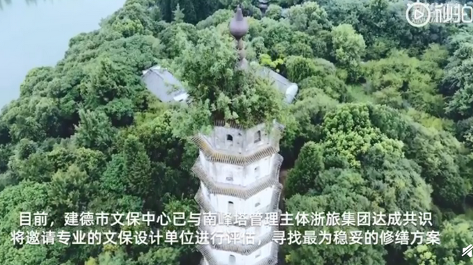 热点|相依百余年！宋代南峰塔与塔顶古树或将分离，网友：可惜了